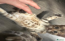 Bengal cats for sale: Snow Mink/Brown Rossette Blue Eyed Bengals - Image 11