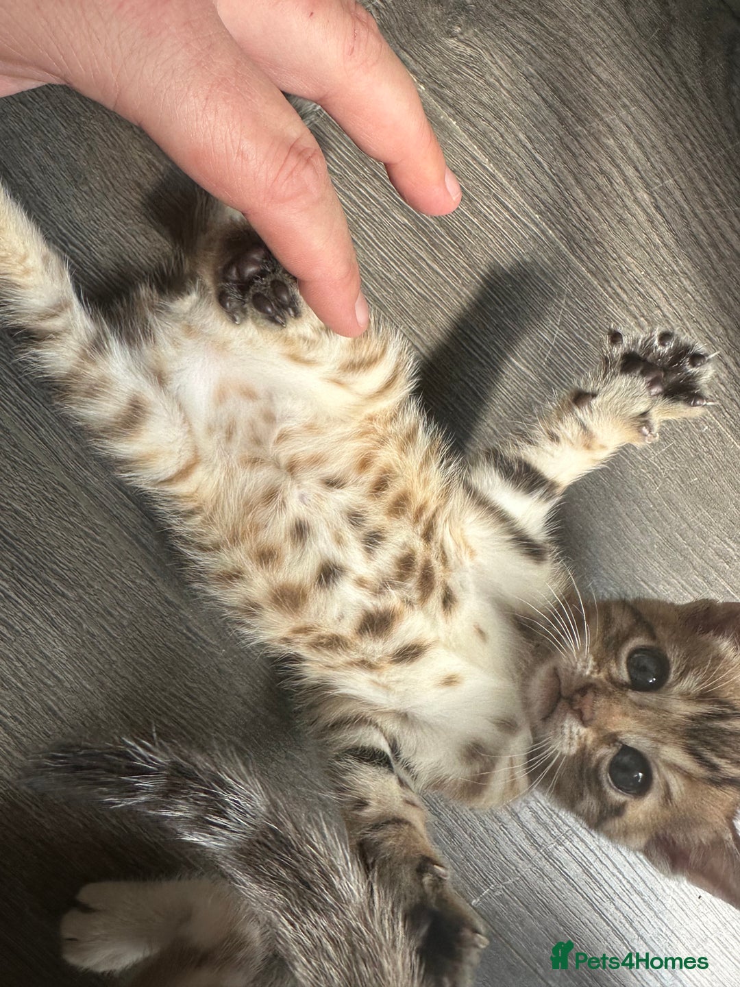 Bengal cats for sale: Snow Mink/Brown Rossette Blue Eyed Bengals - Image 11