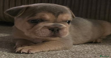 French Bulldog dogs - Advert 12