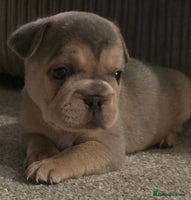 French Bulldog dogs - Advert 1