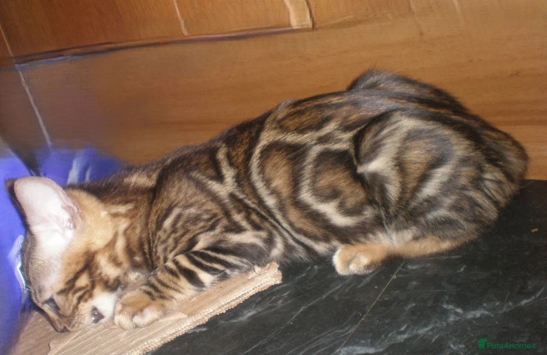 Bengal cats for sale: 5 Beautiful Bengal Kittens - Advert 27