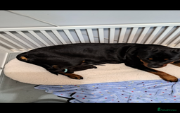 Rottweiler dogs for sale: Rotweiller male puppy - Image 6
