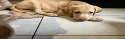Labrador Retriever dogs for sale: Gorgeous Labrador Puppies, ready for forever homes - Advert 20