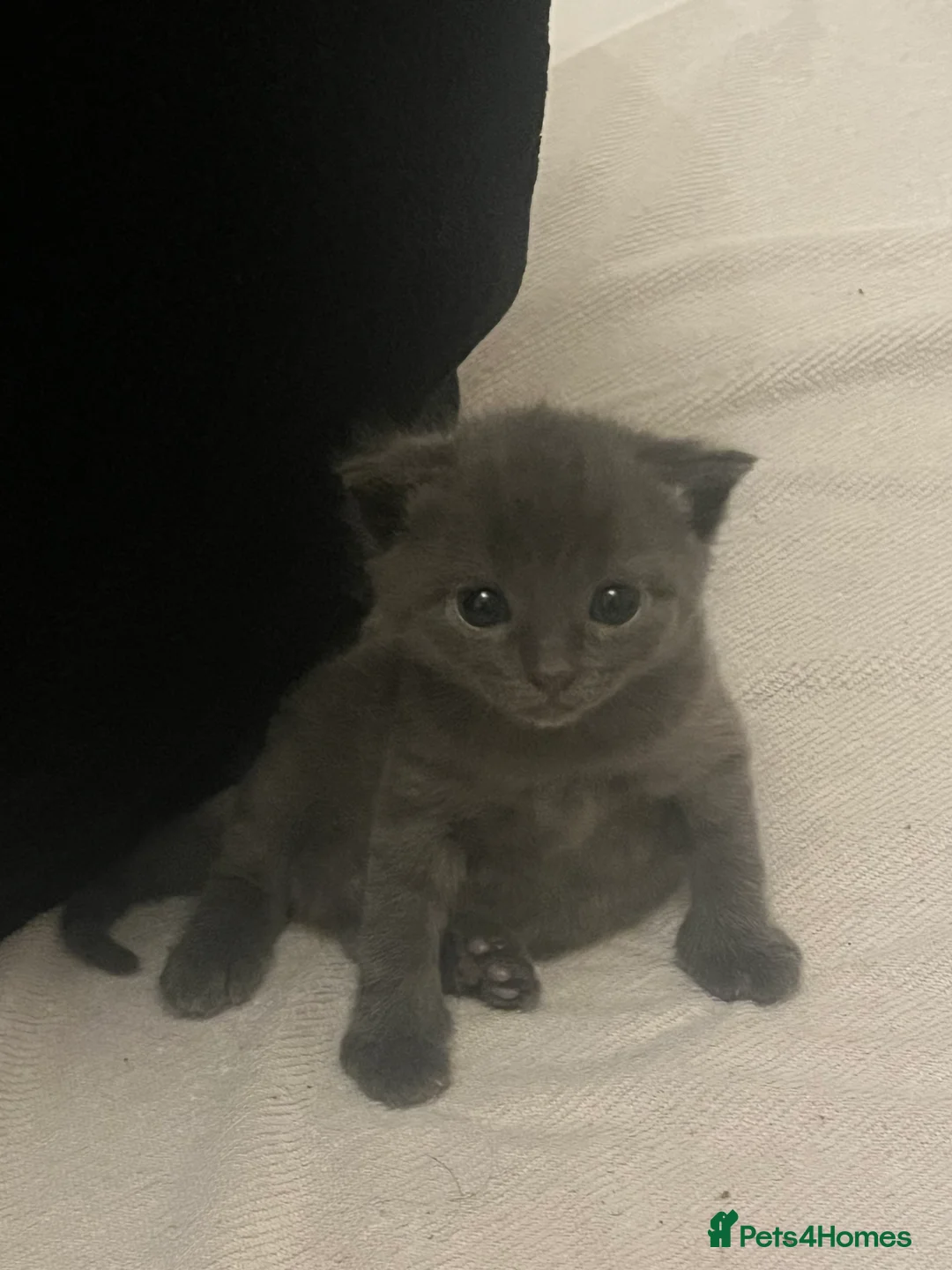 Mixed Breed cats for sale: 2 Grey kittens - Advert 11