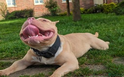 American Bully dogs for sale: American pocket bully  - Image 14