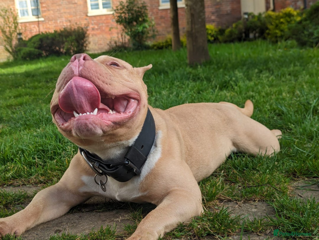 American Bully dogs for sale: American pocket bully  - Image 14