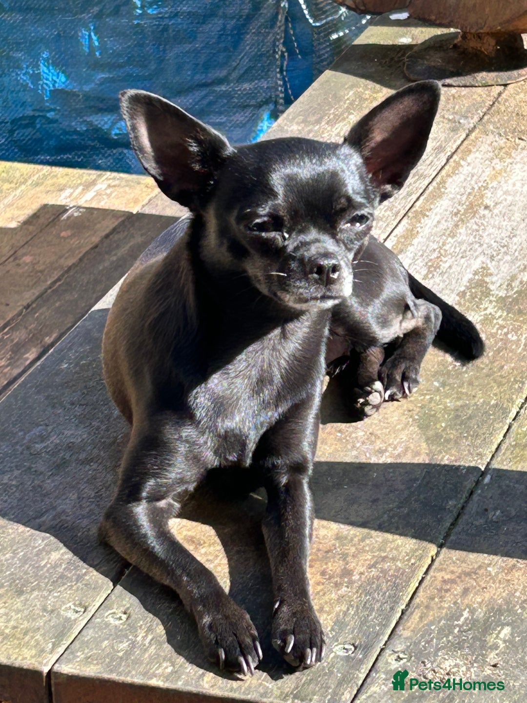 Chihuahua dogs for sale: KC Reg short-hair Chihuahua apple-headed puppies - Advert 8