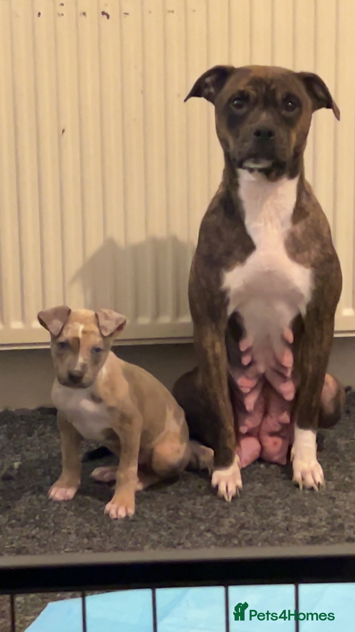 Mixed Breed dogs American bull x staff - Advert 1
