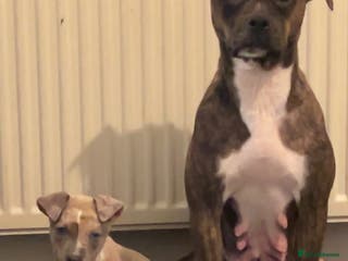 Mixed Breed dogs American bull x staff - Advert 1