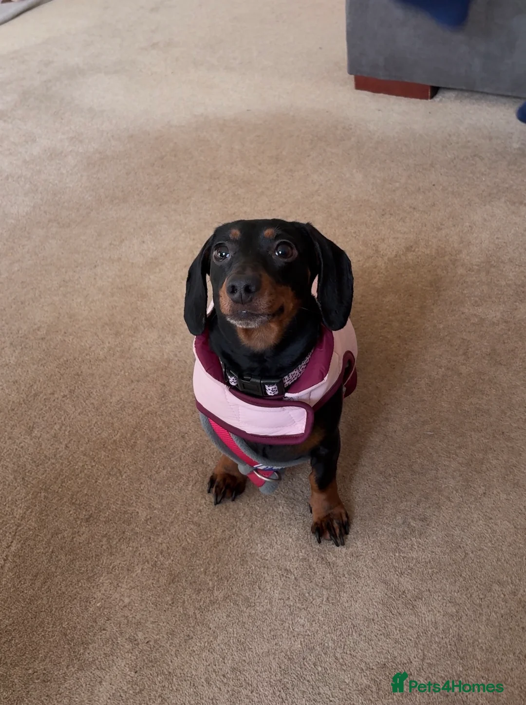 Miniature Dachshund dogs for sale: Female Miniature Dachshund  in ELY - Advert 8