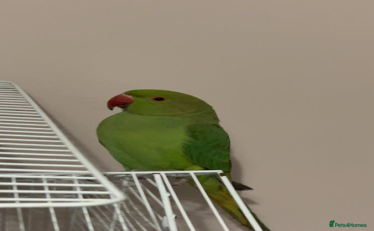 Ringnecks birds Ringneck + cage - Advert 12