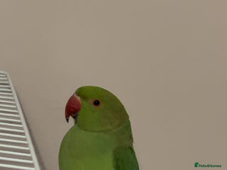 Ringnecks birds Ringneck + cage - Advert 6