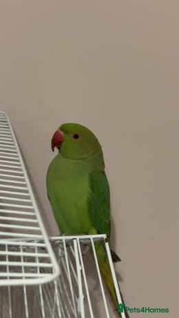 Ringnecks birds Ringneck + cage - Advert 12