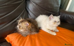 Persian cats for sale: READY NOW GCCF REG PKD FREE EXOTICS - Image 19