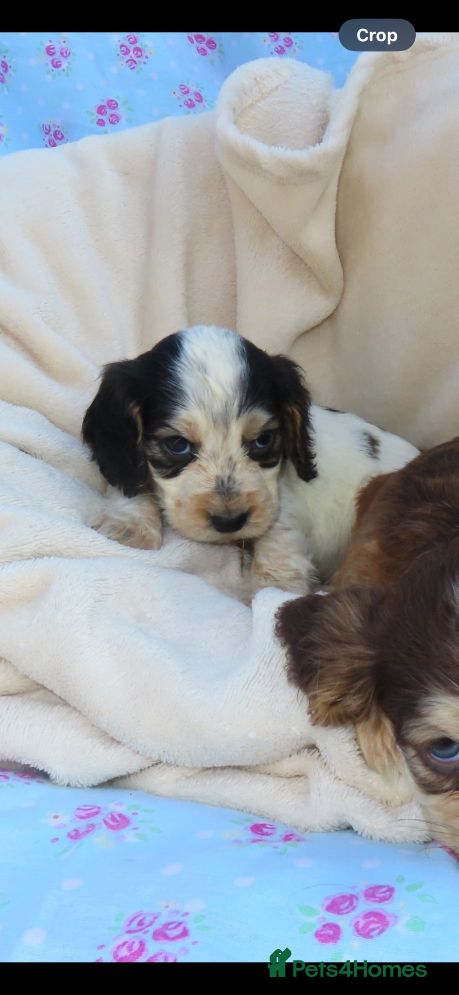 Cocker Spaniel dogs Cocker Spaniel Puppies🐾🐶 - Advert 1