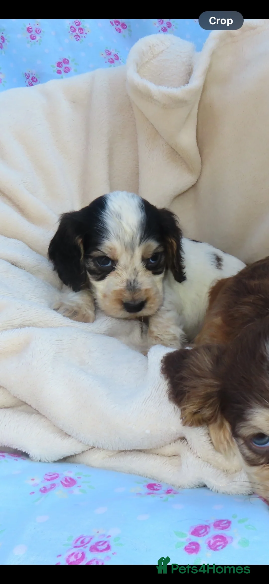 Cocker Spaniel dogs for sale: Cocker Spaniel Puppies🐾🐶 - Advert 1