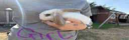 Mixed Breed rabbits for sale: Baby rabbits  - Advert 5