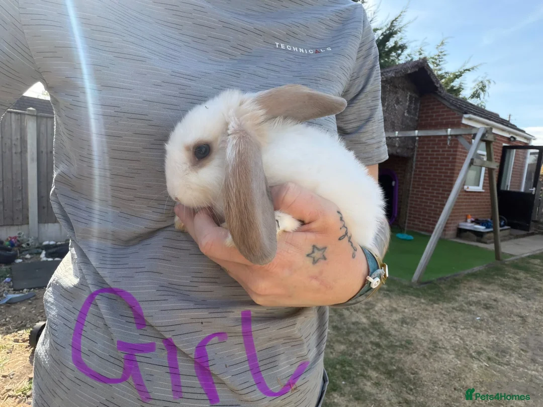 Mixed Breed rabbits for sale: Baby rabbits  - Advert 5