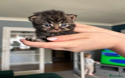 Mixed Breed cats for sale: British shorthair cross kittens - Image 12