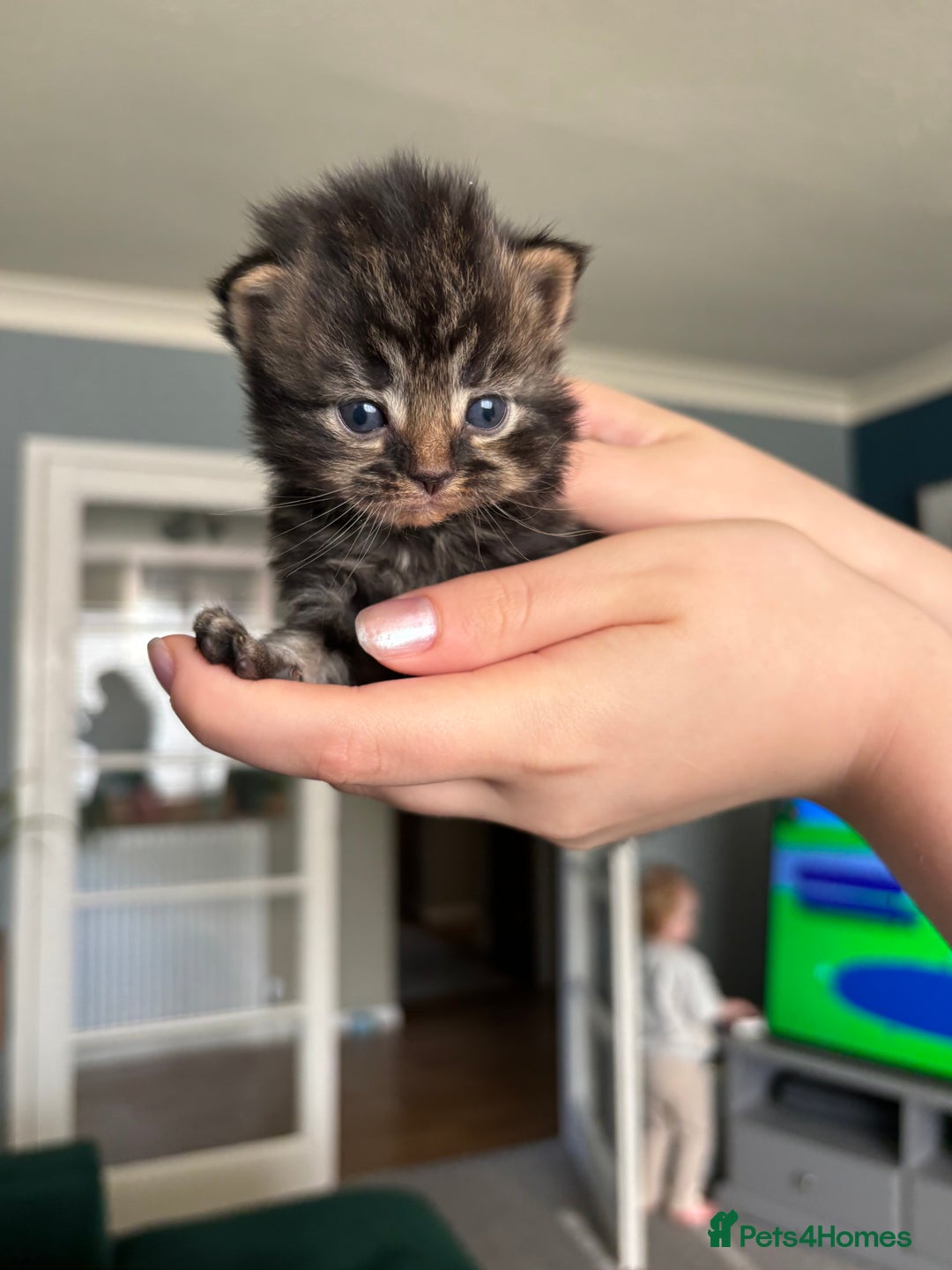Mixed Breed cats for sale: British shorthair cross kittens - Image 12