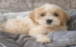 Cavachon dogs for sale: Cavachon puppies - Image 2