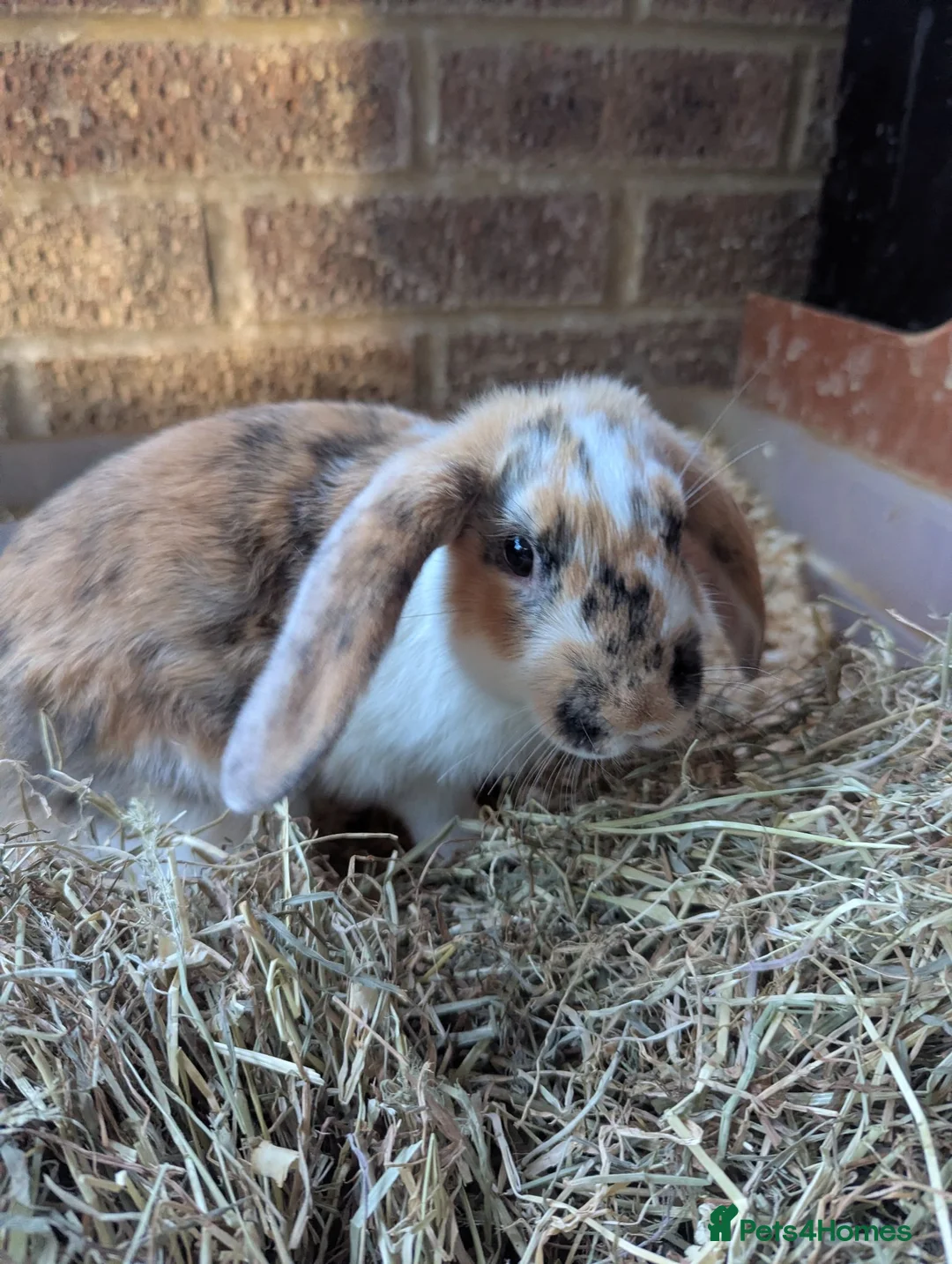 Mixed Breed rabbits for sale: Baby rabbits in Fleet - Advert 1