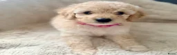 Cavapoo dogs for sale: Adorable F1b Cavapoo’s puppies ready now with 💉💉 - Advert 30