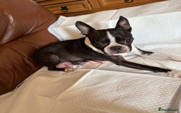 Boston Terrier dogs for sale: K.C. BEAUTIFUL BOSTON TERRIER PUPPIES - Image 14