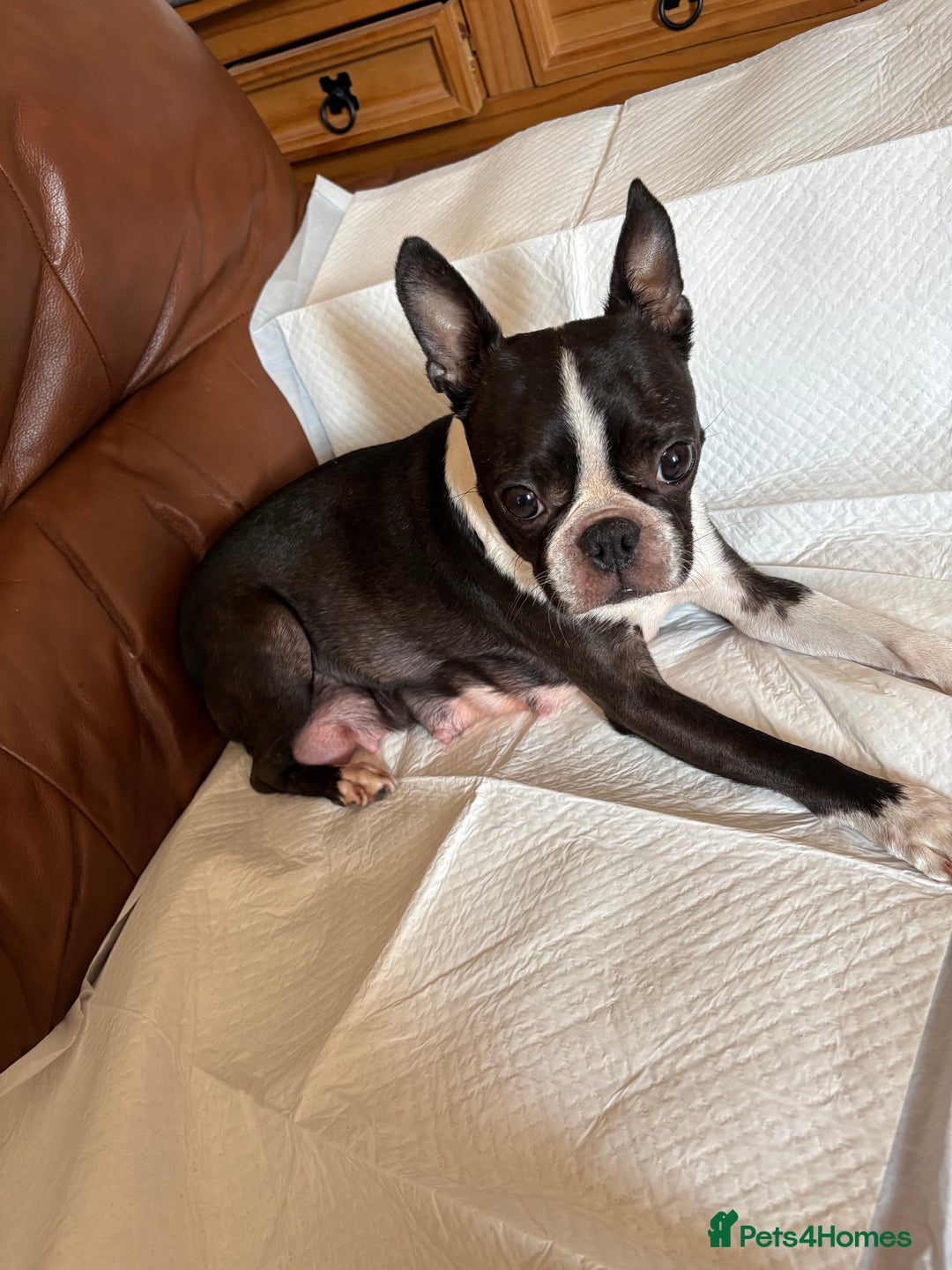 Boston Terrier dogs for sale: K.C. BEAUTIFUL BOSTON TERRIER PUPPIES - Image 14
