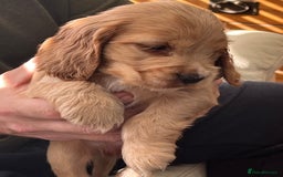Cocker Spaniel dogs for sale: Stunning KC Reg Show Cocker, health tested mum - Advert 24