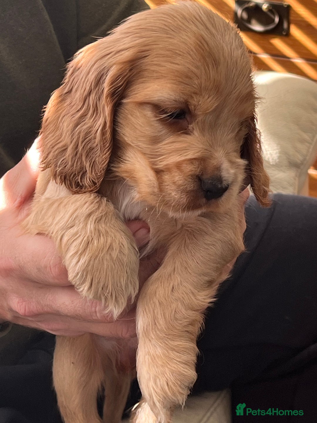 Cocker Spaniel dogs for sale: Stunning KC Reg Show Cocker, health tested mum - Advert 24