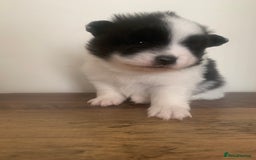 Pomeranian dogs for sale: Pomeranian puppies two males   - Image 4