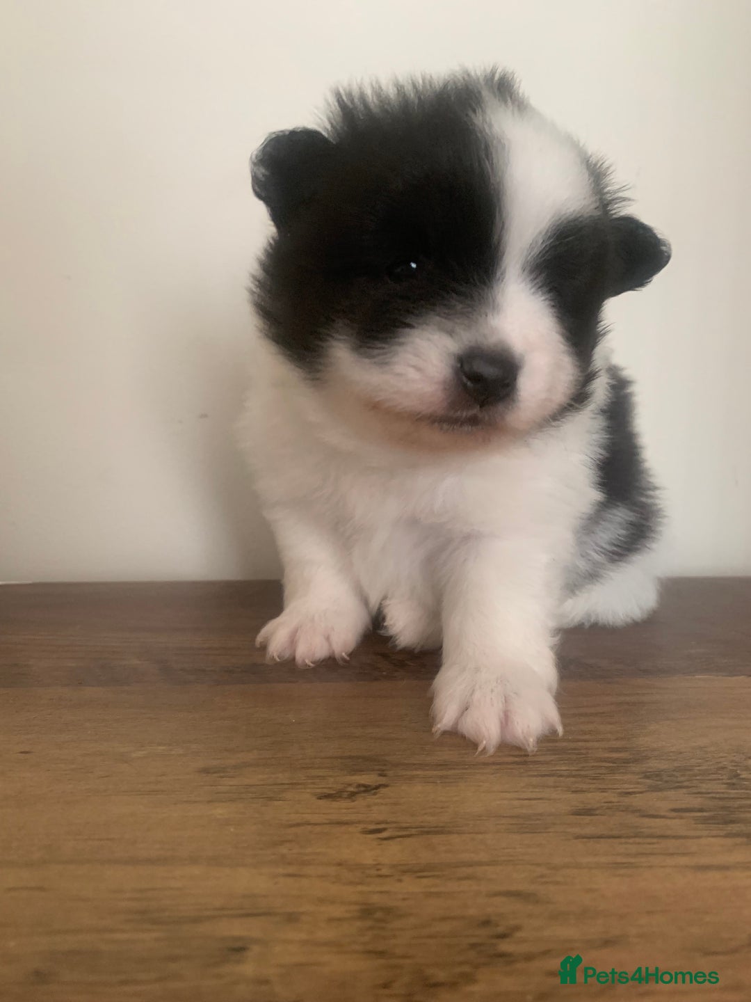 Pomeranian dogs for sale: Pomeranian puppies two males   - Image 4