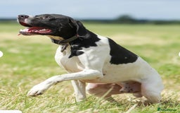 Pointer dogs for sale: KC registered Pointer Puppies, ready to leave - Image 15