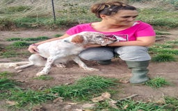 English Setter dogs for adoption: Otto  - Advert 8