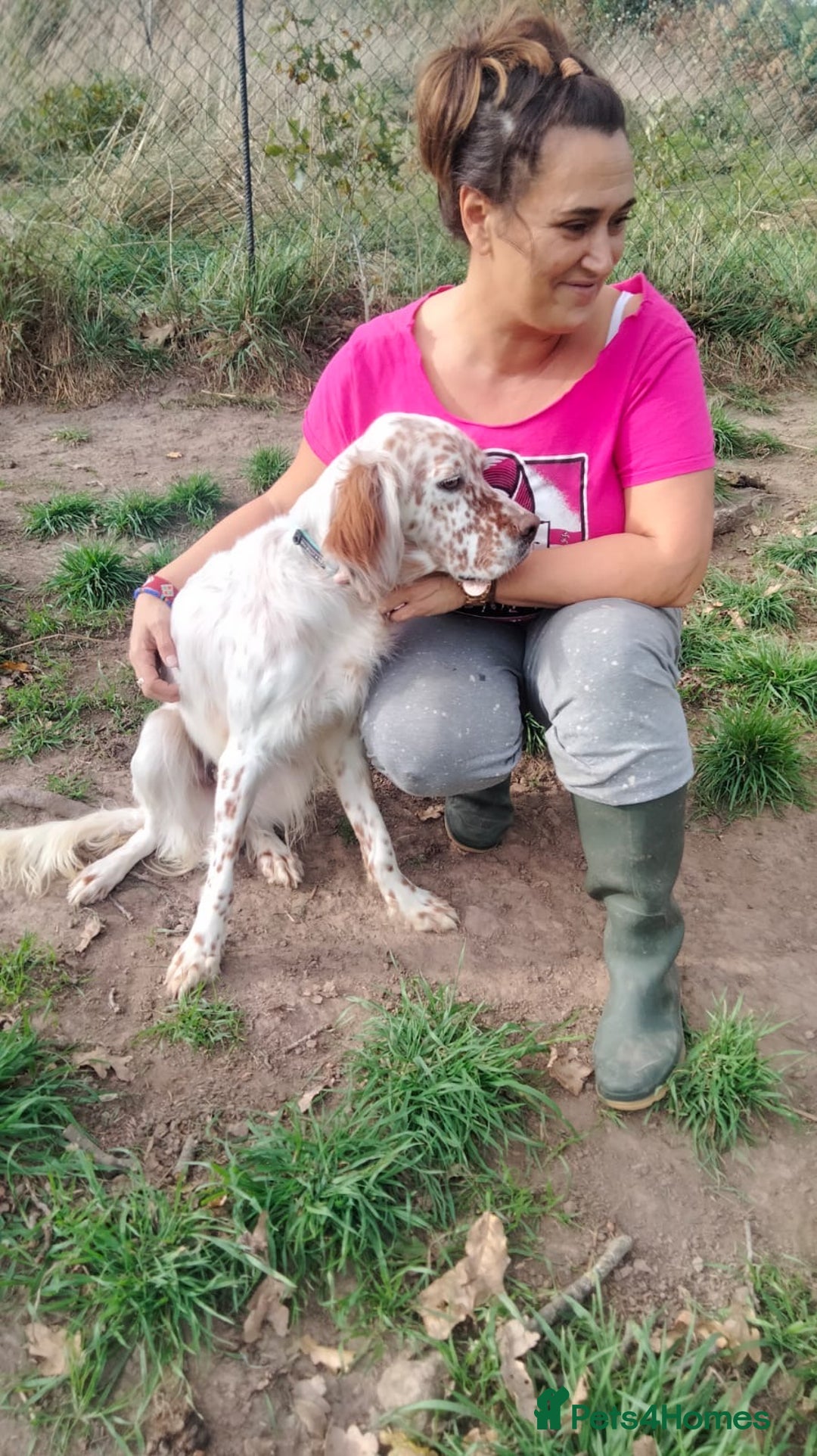 English Setter dogs for adoption: Otto  - Advert 8
