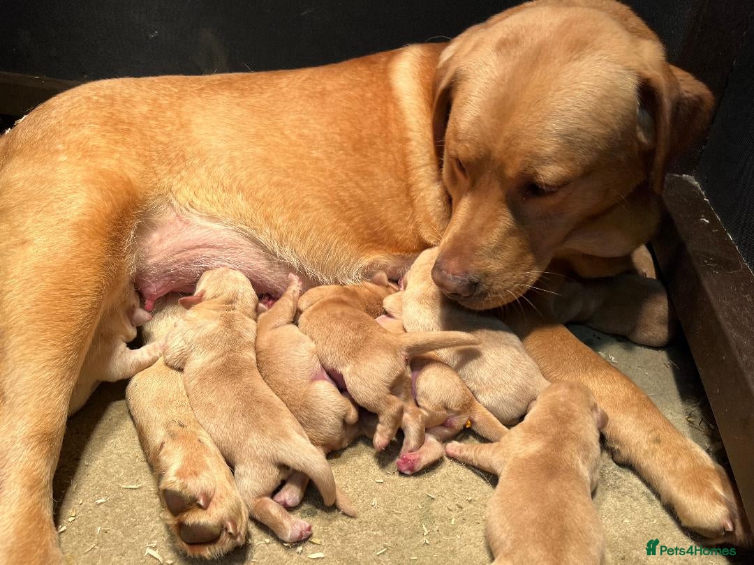 Labrador Retriever dogs for sale: Beautiful Fox Red Labradors  - Advert 6