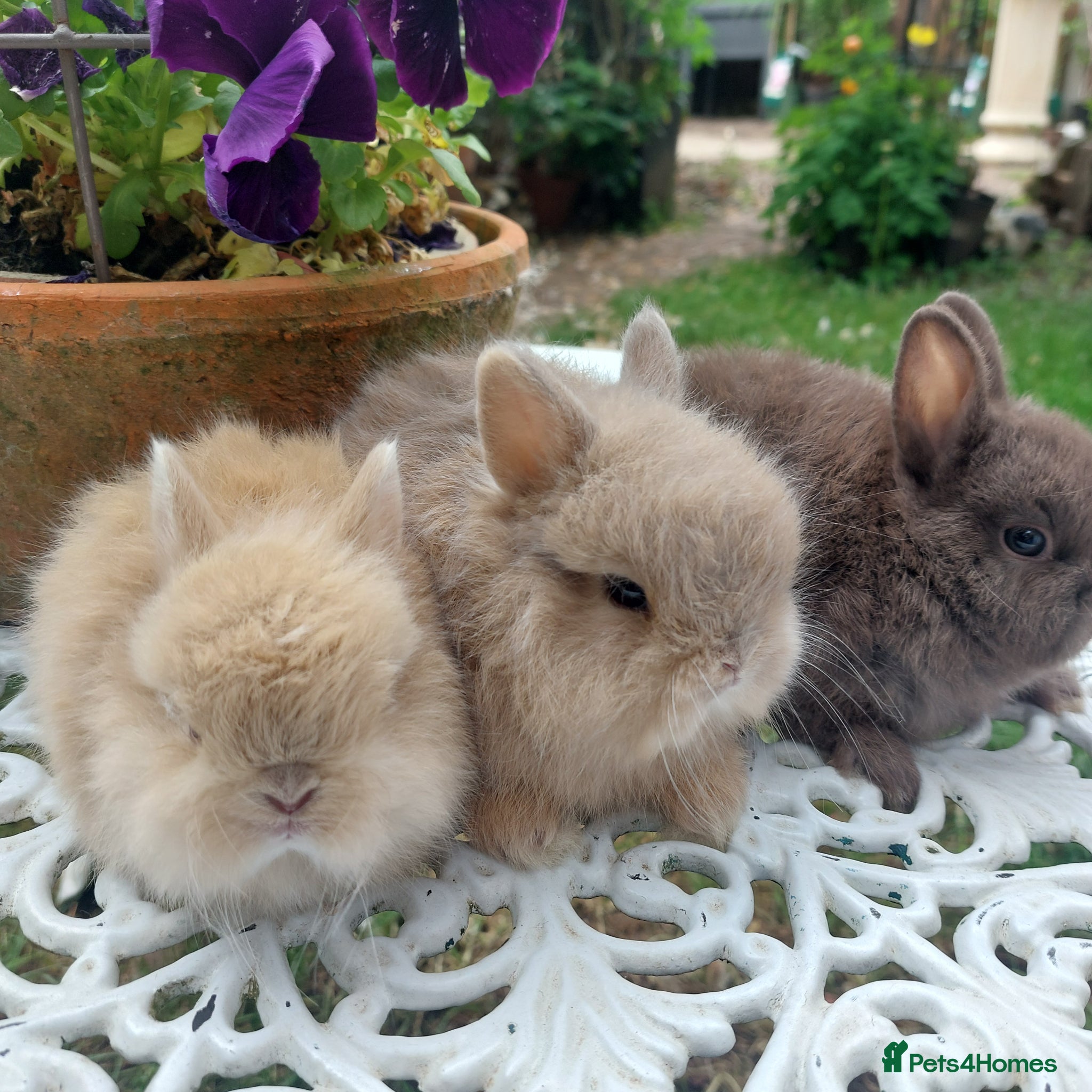 Netherland Dwarf rabbits for sale: NEATHERLAND DWARF BABIES  - Advert 3