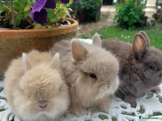 Netherland Dwarf rabbits for sale: NEATHERLAND DWARF BABIES - Advert 3