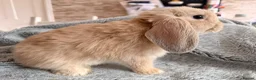 Mini Lop rabbits for sale: Adorable 8-Week-Old Baby Rabbits for Sale 🐰 - Advert 27