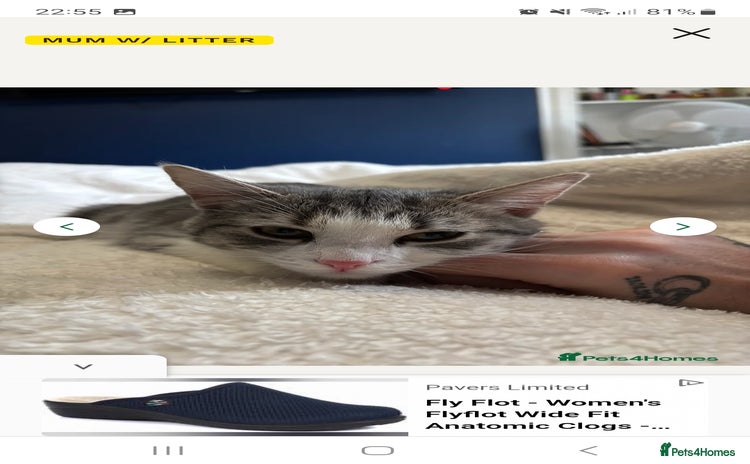 Mixed Breed cats - Advert 9