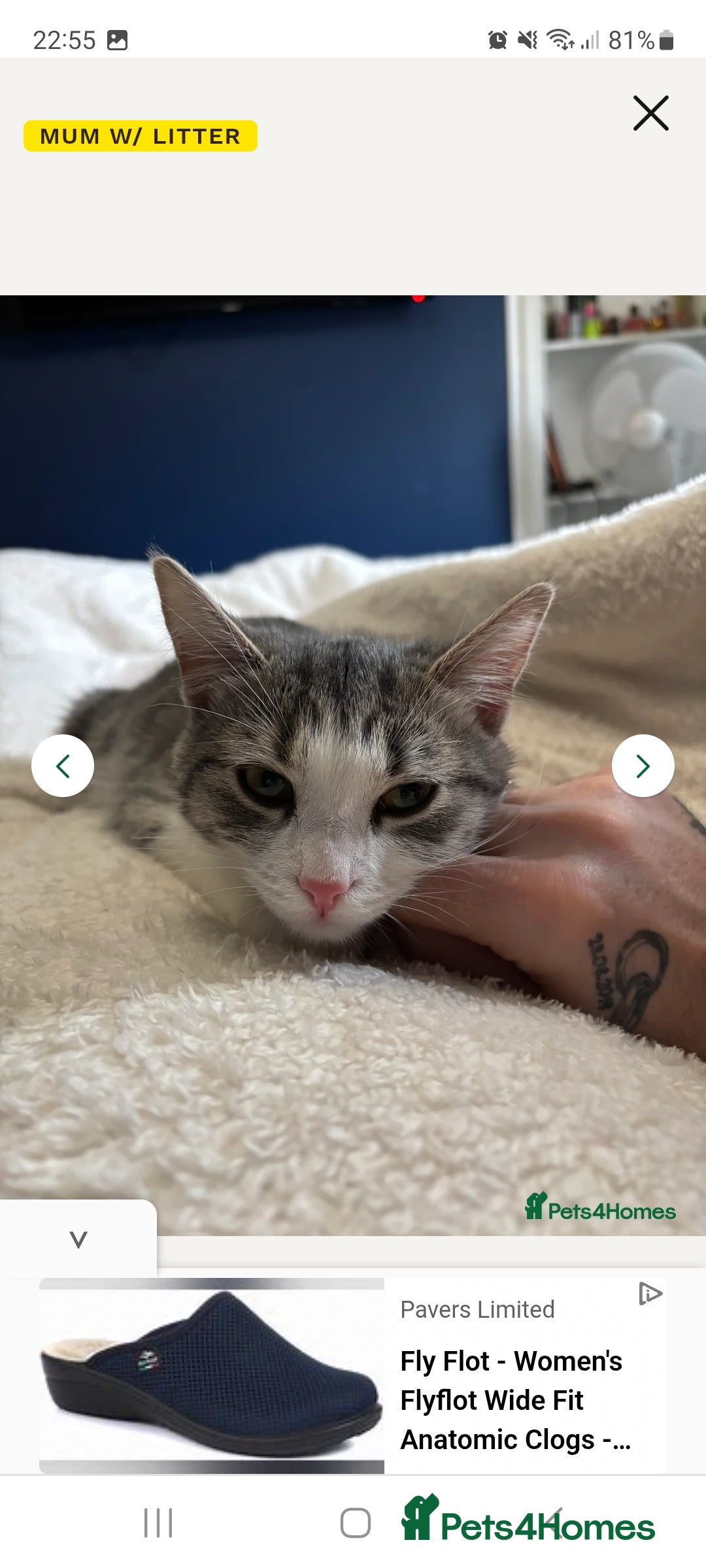 Mixed Breed cats for sale: Bonded pair of Kittens (vaccinated) - Image 1