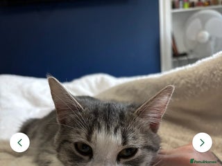 Mixed Breed cats - Advert 1