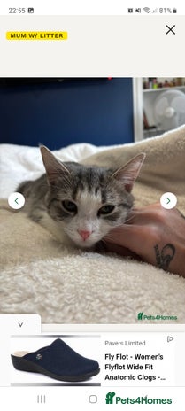 Mixed Breed cats - Advert 12