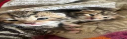 Mixed Breed cats for sale: Beautiful tabby girls  in Haltwhistle - Advert 5