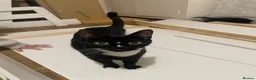 Mixed Breed cats for sale: Lovely black kittens in Bedford - Advert 12