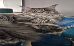 Maine Coon cats for sale: Maine Coon kittens Glasgow  - Image 28