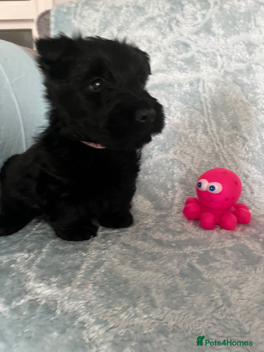 Scottish Terrier dogs for sale: Female Scottish terrier  - Advert 5