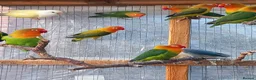 Lovebirds birds for sale: Lovebirds - Advert 4