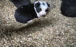 Border Collie dogs for sale: Beautiful sheepdog pups - Image 13